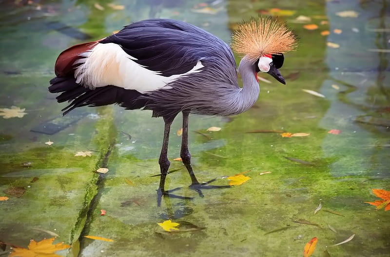 Grey-crowned-crane, exotic, water, crane, birds, HD wallpaper