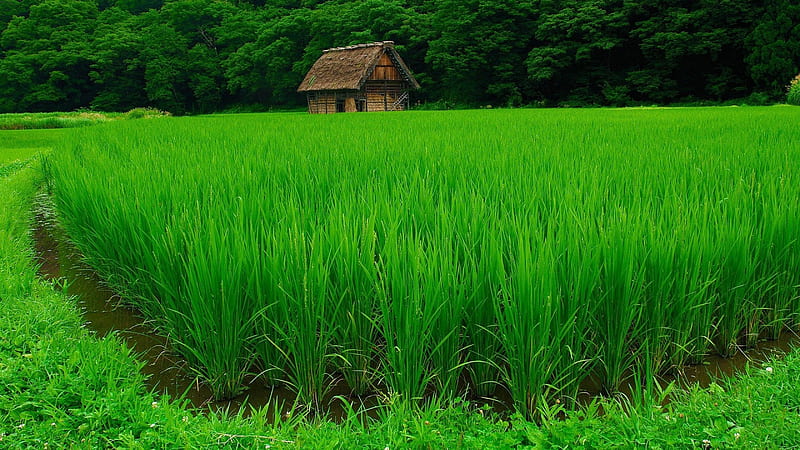 Hut In The Middle Of Green Grasses And Trees Green, HD wallpaper