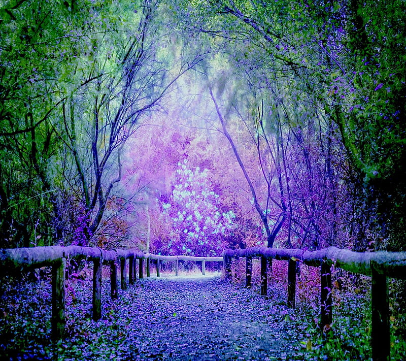 Lavender Pathway, good, look, HD wallpaper