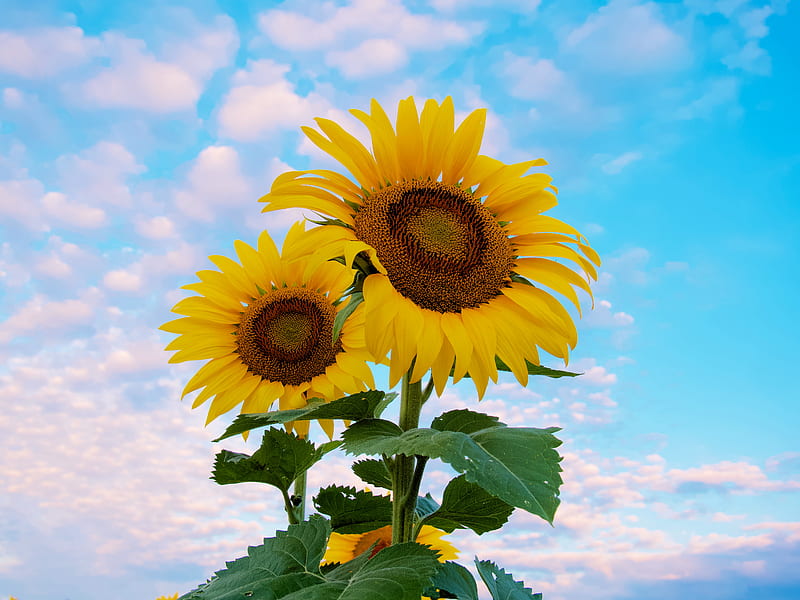 sunflower, flowers, petals, yellow, sky, HD wallpaper
