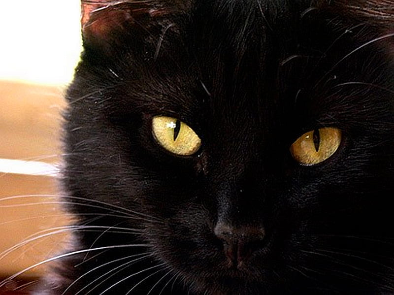 KILLER EYES, black, cat, eyes, sharp, HD wallpaper