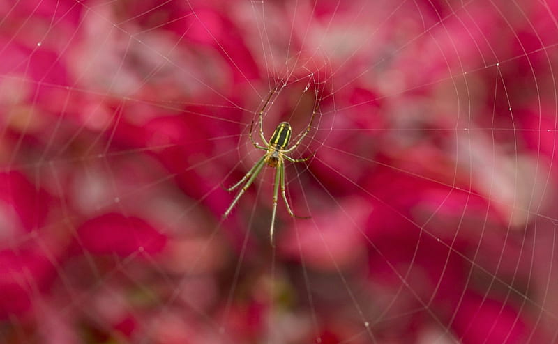 Spider, web, macro, insect, pink, HD wallpaper