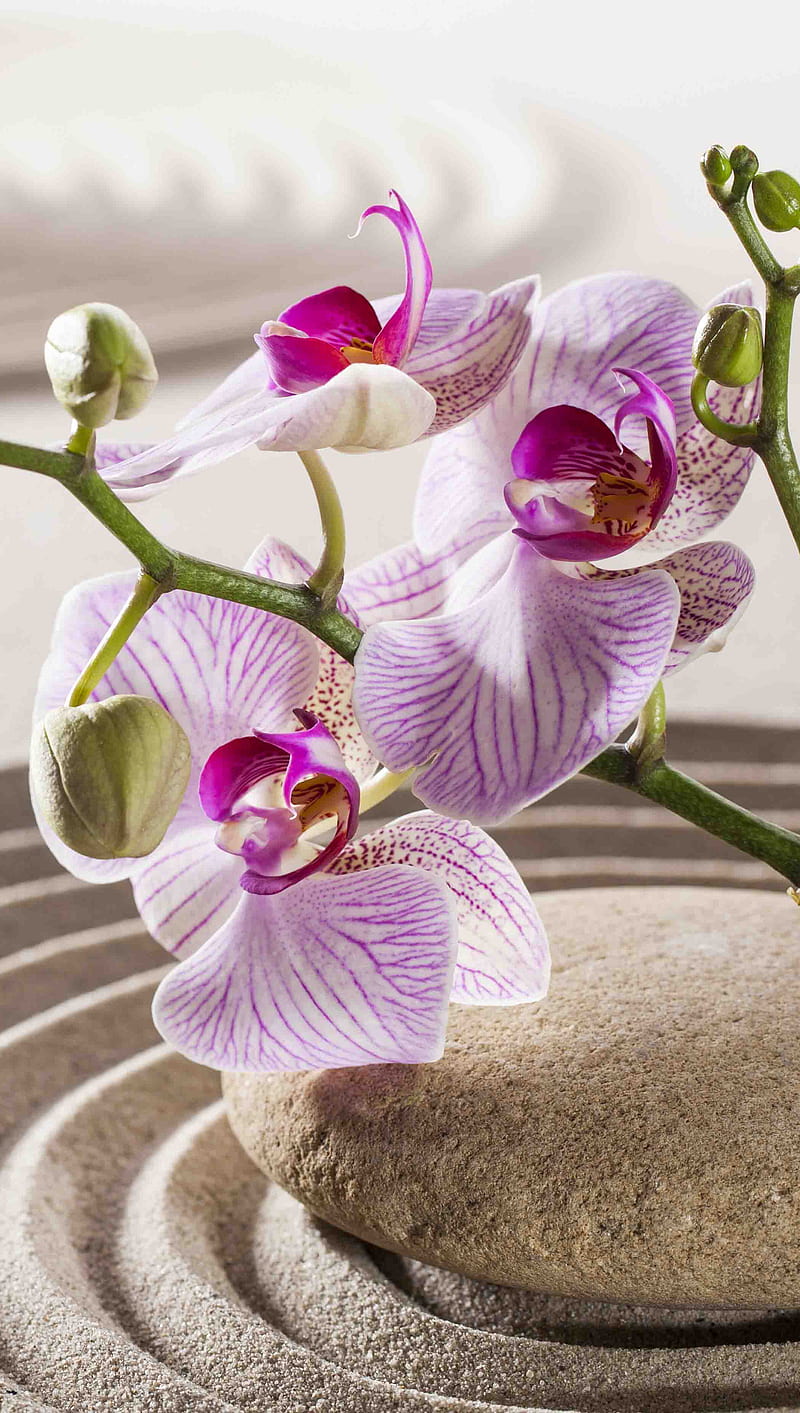 Orchid and Zen Stone, flower, nature, plant, sand, spa, zen stones, HD phone wallpaper