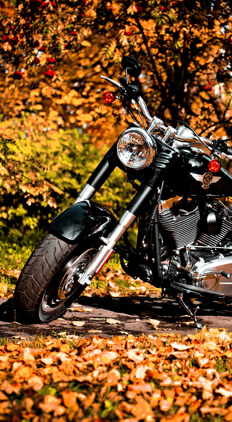 Harley Davidson, bike, motor, HD phone wallpaper | Peakpx