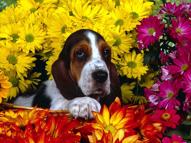 Dog, Animal, Cute, Basset Hound, HD wallpaper