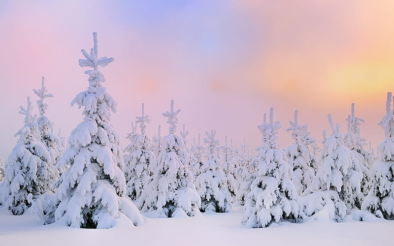 Germany Feixi Terre Hill dawn morning light snow-covered fir, HD wallpaper