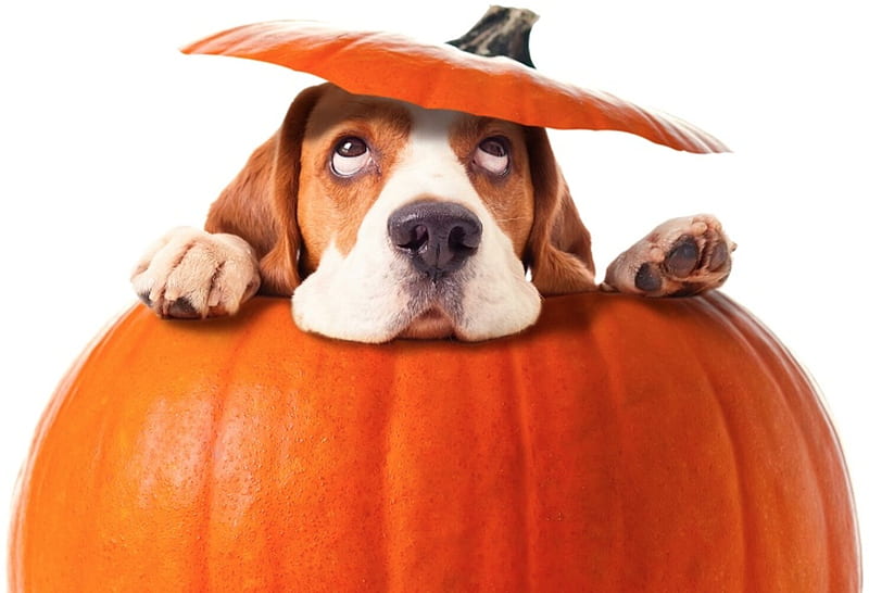 Hello! Any ghost here?, dog, pumpkin, orange, halloween, paw, caine, funny, HD wallpaper