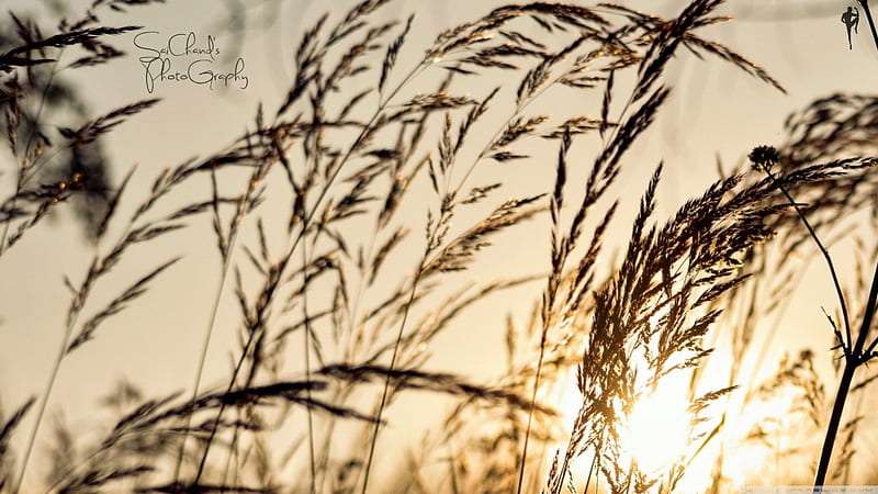 Rise, corn, sun, grass graphy summer, nature, fields, HD wallpaper