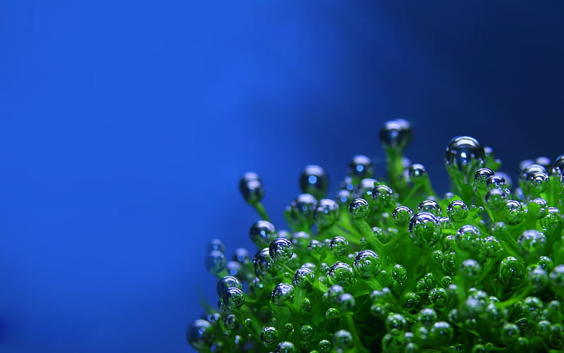oxygen, bubbles, nature, water, plant, HD wallpaper