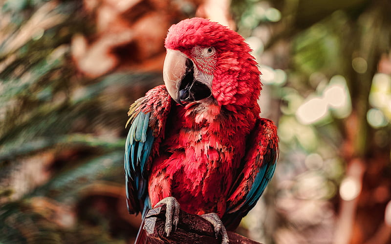Scarlet macaw bokeh, parrots, wildlife, red parrot, Ara macao, Ara, HD wallpaper