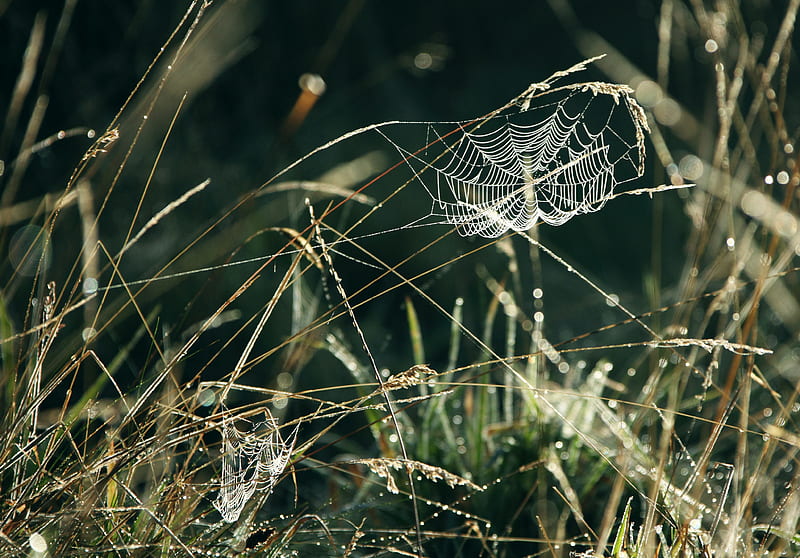 spider web, grass, drops, dew, HD wallpaper