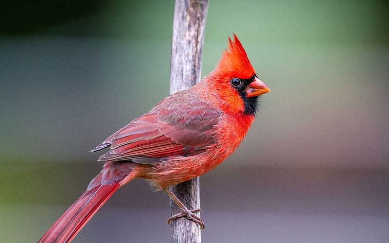 Cardenal rojo, animal, pájaro, cardenal, rojo, Fondo de pantalla HD | Peakpx