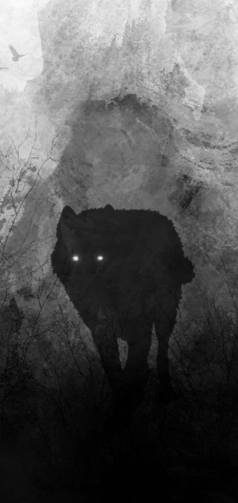 Alpha Wolf, black wolf, ghost wolf, HD phone wallpaper