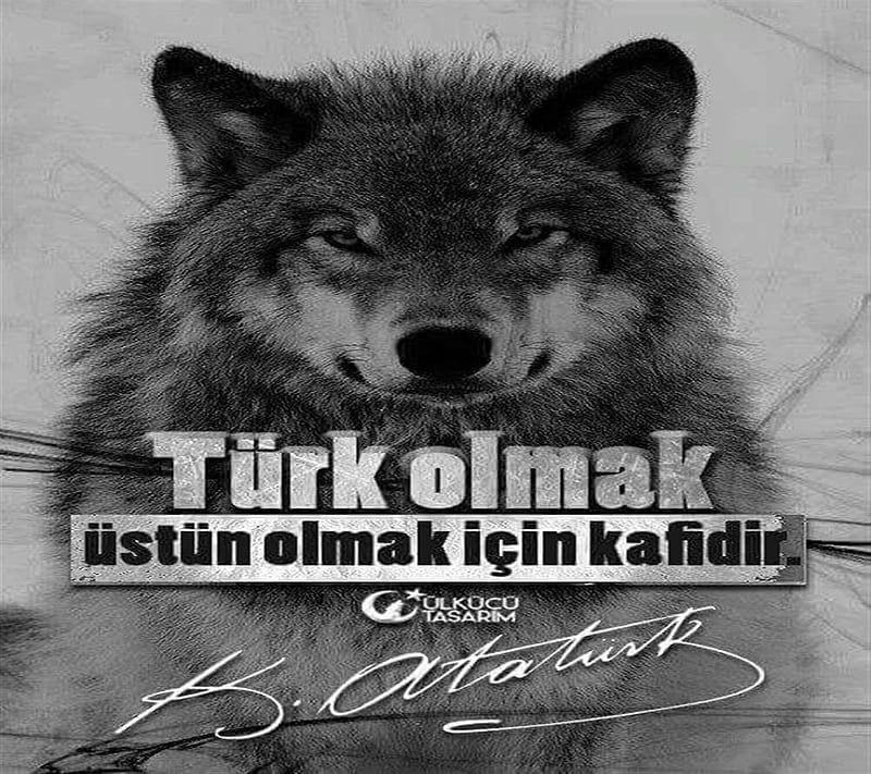 TURK, ataturk, bozkurt, kurt, mhp, wolf, HD wallpaper
