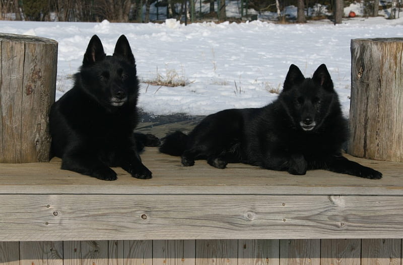 Schipperke dogs, snow, cannie, schipperke, black, dog, HD wallpaper