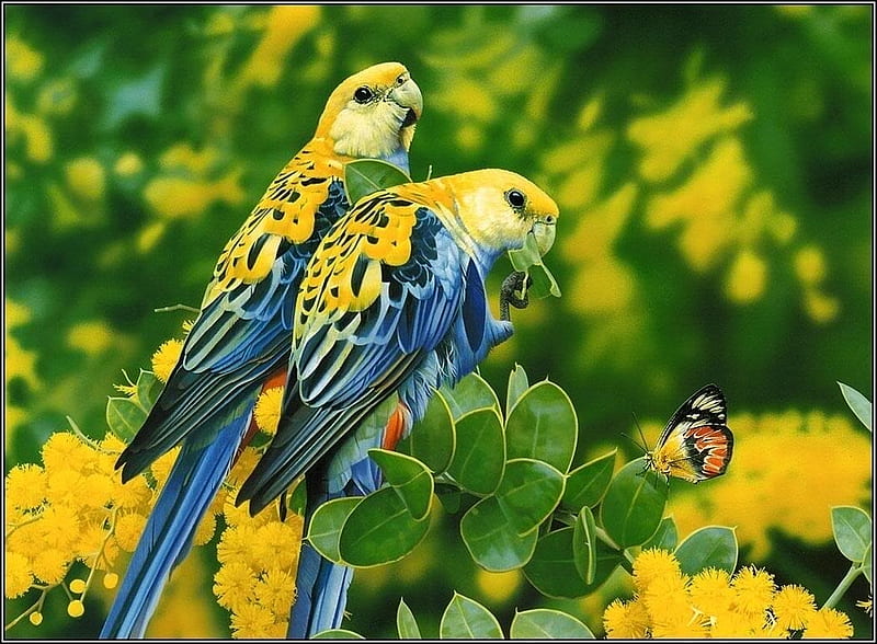 pale headed rosellas, art, pretty, rosella, australian, birds, parrots, HD wallpaper