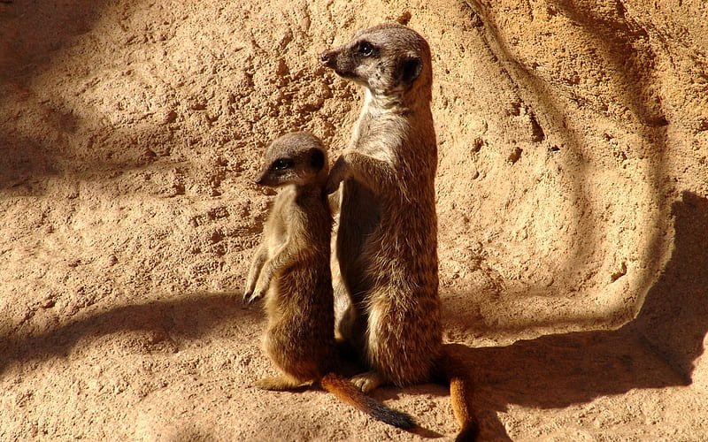 Meerkats, meerkat, cute, stone, suricate, bonito, animals, HD wallpaper