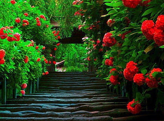 Beautiful Flowers, passage, nature, beautiful red flowers, trees, green  leaves, HD wallpaper | Peakpx