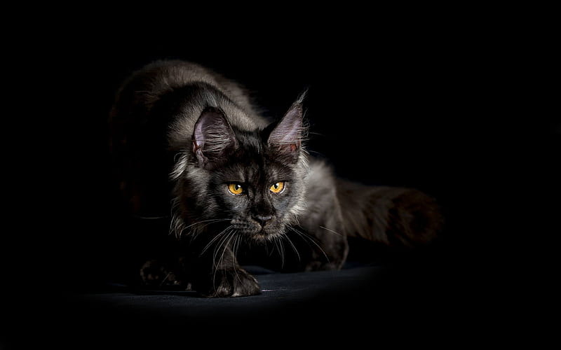 Maine Coon Cat, fluffy cat, cute animals, gray cat, pets, cats, gray Maine Coon, domestic cat, HD wallpaper