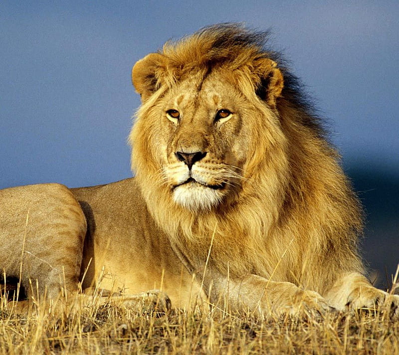 Lion King, king, savannah, beautiful animal, wildlife, lion, HD wallpaper |  Peakpx