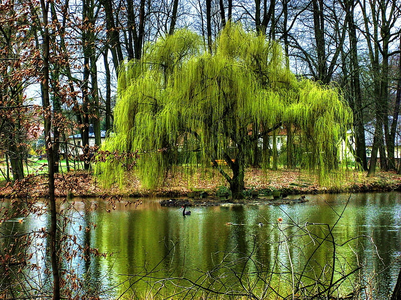Weep for me, tree, water, willow, weeping, reflections, HD wallpaper