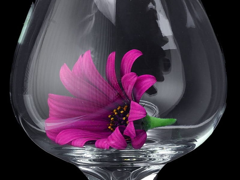 Daisy in glass, art, flowers, HD wallpaper | Peakpx