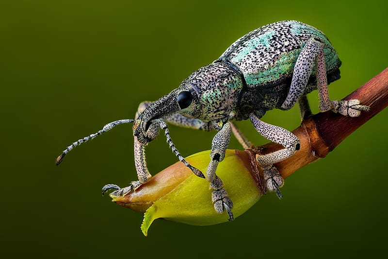 Beetles, zoology, Insects, animals, Entomology, HD wallpaper