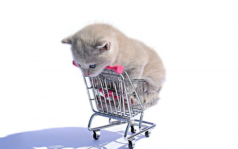 Kitten, cute animals, gray kitten, cart, small cat, HD wallpaper