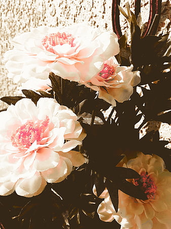 Aesthetic Carnation Flowers Bugnugget Hd Phone Wallpaper Peakpx