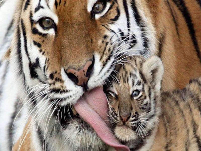 Mama Tiger Cleans Her Cub!, clean, tiger, mother, tigress, baby, nurture, sweet, wild, cub, lick, HD wallpaper