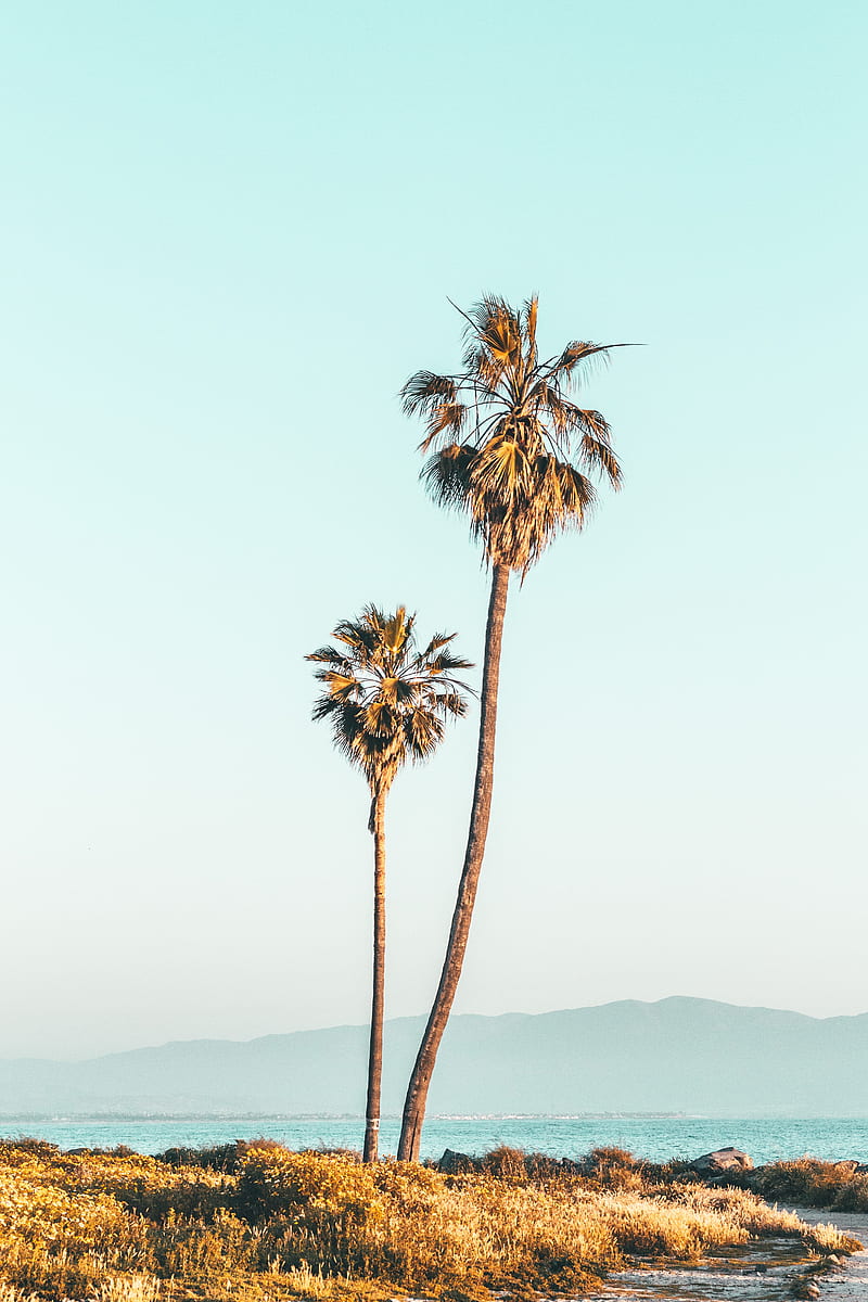 palm trees, trees, coast, fog, nature, HD phone wallpaper