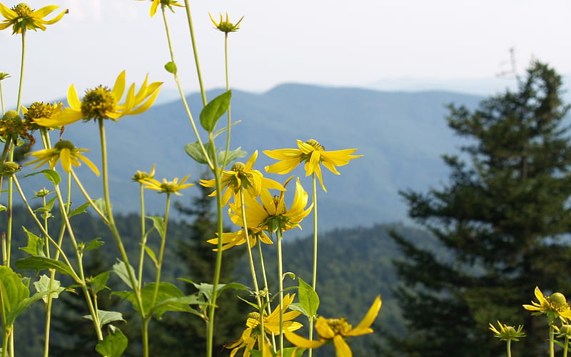 Rocky Mountain Daisies, montana, flowers, yellow, rocky mountains, pine tree, HD wallpaper