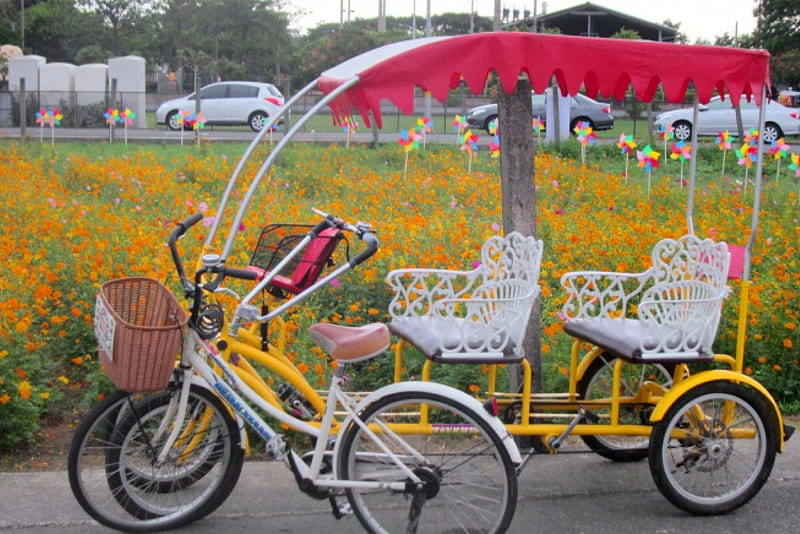 Rental bicycles, rental, bicycles, flowers field, tour, HD wallpaper