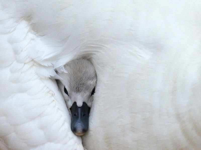 Swan baby, cute, bird, feather, pasare, white, swan, chick, baby, HD wallpaper