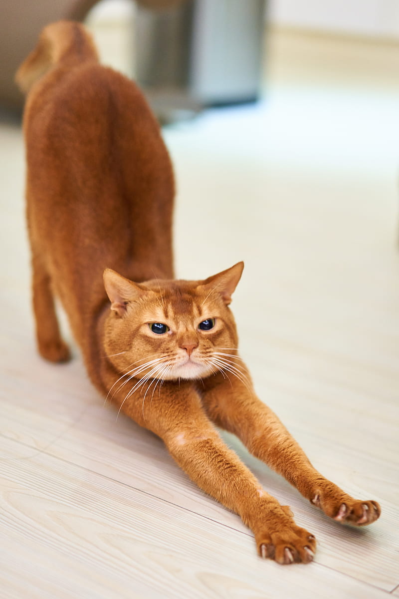 orange cat stretching on white surface, HD phone wallpaper