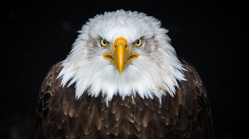 American Bald Eagle Ultra, Animals, Birds, bonito, Bird, Eagle, Bald, birdofprey, HD wallpaper