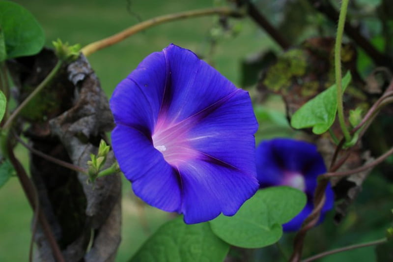 Beautiful Morning Glory, Morning Glory, Purple, Flowers, Nature, HD wallpaper