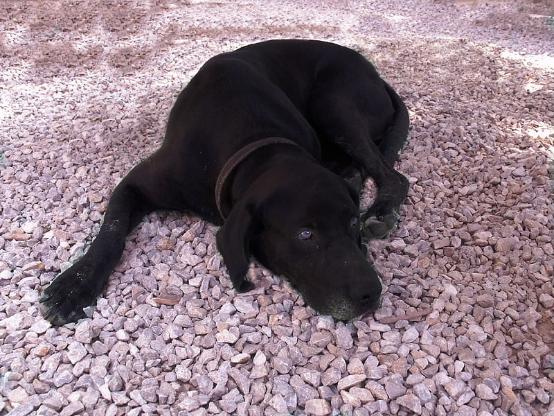 black dog, resting, black, lazy, dog, HD wallpaper