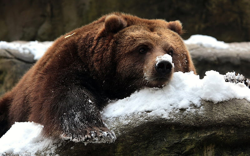 Bear, paw, snow, animal, HD wallpaper