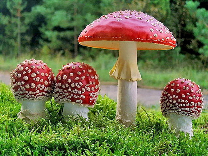 mushrooms, mushroom, red, nature, HD wallpaper