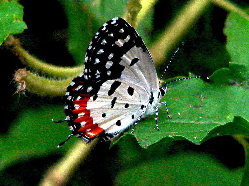 Red Pierrot, red, spotted, colorful, black, white, asia, HD wallpaper