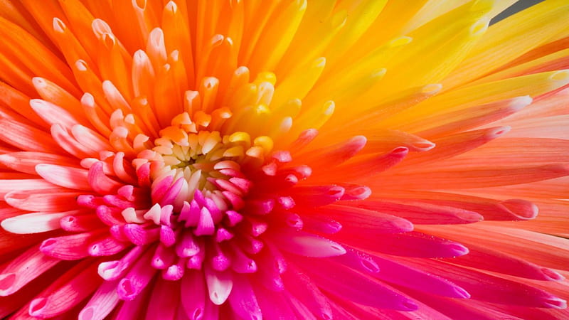 Beautiful Dalia, Orange Flowers, Love, Red, , bonito, Sunflower, Gorgeous, Nature, Cute, Dalia, Flowers, Pink Flowers, HD wallpaper