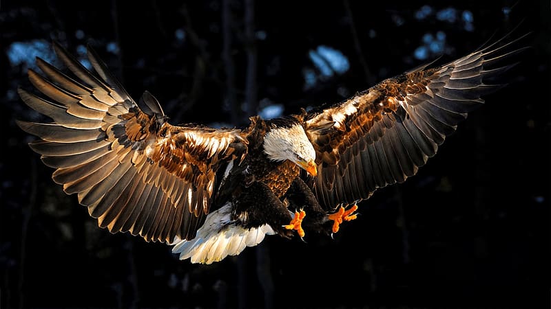 Bird, Animal, Wings, Eagle, Claws, Bald Eagle, Flying, HD wallpaper