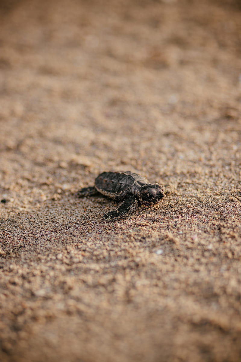Brown Turtle on Brown Sand, HD phone wallpaper