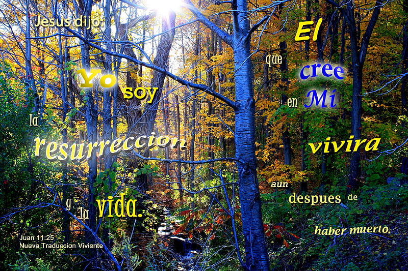 La Resurreccion y La Vida, forest, stream, sun, water, plants, woods, Bible, HD wallpaper