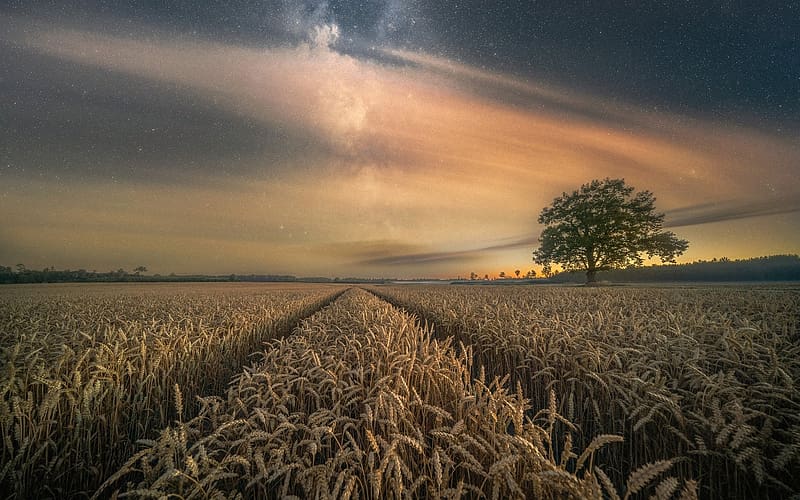 720P free download | Wheat Field at Night, night, Latvia, wheat field ...
