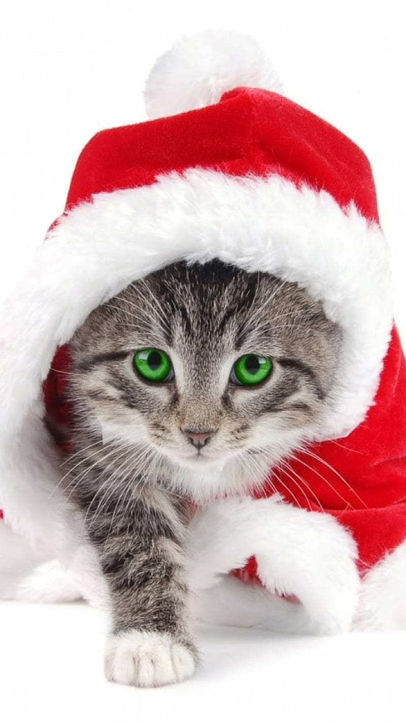 Merry kitty, happy new year, merry christmas, HD phone wallpaper