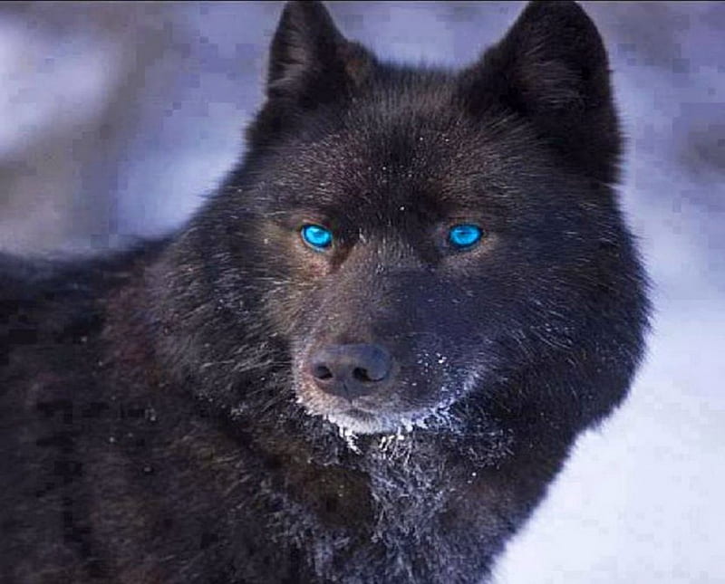 Back in the wild, black, wolf, blue eyes, wild, HD wallpaper