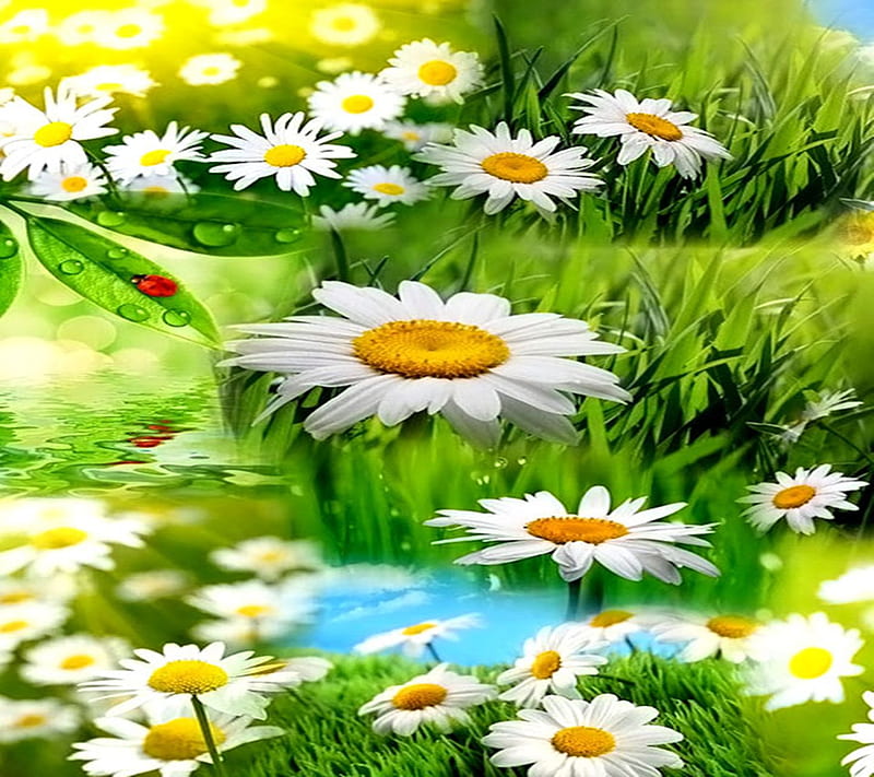 Daisy , bug, daises, daisy, flower, flowers, leaf, leaves, nature, sky, HD wallpaper