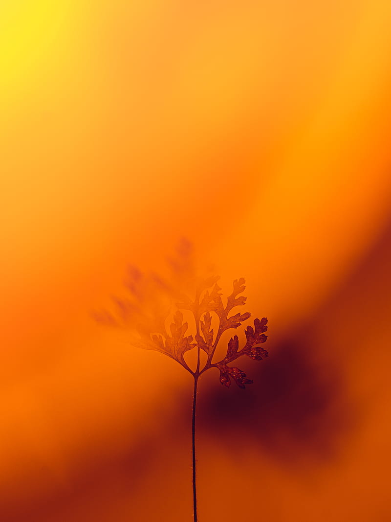 yellow flower under orange sky, HD phone wallpaper
